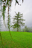  Conifer in the clouds, Radein, South Tyrol, Alto Adige, Italy 