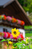  Farmhouse with blooming sunflower, Radein, South Tyrol, Alto Adige, Italy 