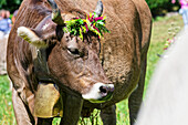  Decorated cow with cowbell at the cattle drive, Truden, South Tyrol, Alto Adige, Italy 