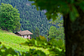  Lonely old farmhouse in Alps, Radein, South Tyrol, Alto Adige, Italy 