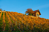  Vineyard in autumn, Freyburg, Saale-Unstrut wine region, Burgenlandkreis, Saxony-Anhalt, Central Germany, Eastern Germany, Germany, Europe 