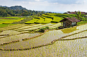 paddy fields in Tawangmangu area, Karanganyar district, near Surakarta (Solo), Java island, Indonesia, Southeast Asia