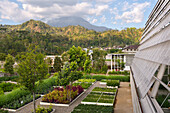 Rumah Atsiri's gardens with Lawu Volcano Mountain in the background, Tawangmangu area, Karanganyar district, near Surakarta (Solo), Java island, Indonesia, Southeast Asia