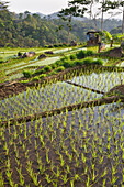 paddy fields in Tawangmangu area, Karanganyar district, near Surakarta (Solo), Java island, Indonesia, Southeast Asia