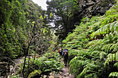 Green Cauldron (caldeirao verde),Madeira island,Atlantic Ocean,Portugal