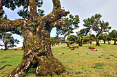 cattle among the pluri-centenarian laurel trees around Fanal,Paul da Serra plareau,Madeira island,Atlantic Ocean,Portugal