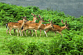 daims dans le parc du chateau de Powis,Welshpool,Pays de Galles,Royaume-uni,Grande Bretagne,Europe//fallow deer in the park of Powis Castle,Welshpool,Wales,United Kingdom,Great Britain,Europe