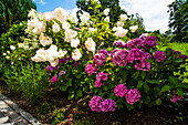 Hortensienblüten (Hydrangea), in einem Garten in Bayern, Deutschland