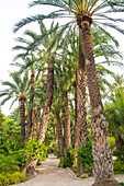  Elche, palm tree avenue in the Park el Palmeral, largest palm tree density in the world, province of Alicante, Spain 