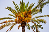  Date palm in the world&#39;s largest palm forest, in Elche, Alicante province, Spain 