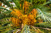  Elche, dates in the Palmeral, the world&#39;s largest palm forest, province of Alicante, Spain 