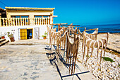  Octopus hung to dry, then better for grilling, in the province of Alicante, Spain 