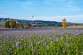  Autumn in Augsburger Land, Bavaria, Germany 