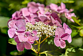  Hydrangea Frisbee Hot Pink (Hydrangea Macrophylla) in the Landschloss Pirna Zuschendorf in Saxony, Germany 