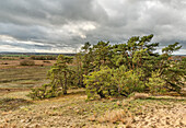  Inland Dunes Nature Reserve near Klein Schmölen, the largest inland dune in Europe, Mecklenburg-Western Pomerania, Germany 