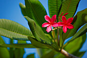 Close up view of a flowering branch of plumeria, aka frangipani tree (Plumeria rubra). Singapore.