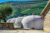  Impressions of a winery near Pinhao, Portugal 