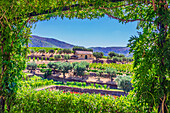  Impressions of a winery near Pinhao, Portugal 