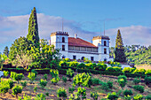  Vineyards and olive groves in the Pinhao region, Vila Real district, Portugal 