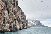  Thick-billed Guillemots, Uria lomvia, Vogelfelsens Alkefjellet, Spitsbergen, Norway 