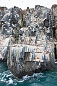  Thick-billed Guillemots, Uria lomvia, Vogelfelsens Alkefjellet, Spitsbergen, Norway 