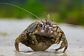  Common hermit crab, North Sea hermit crab, Pagurus bernhardus, in the shell of a whelk, Wadden Sea National Park, Schleswig-Holstein, Germany 