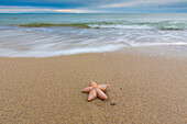 Gewöhnlicher Seestern, Gemeiner Seestern, Asterias rubens, toter Seetern liegt am Strand, Schleswig-Holstein, Deutschland