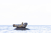  Grey seals, Halichoerus grypus, adult seal resting on a rock in the Baltic Sea, Schleswig-Holstein, Germany 