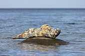  Grey seals, Halichoerus grypus, adult seal resting on a rock in the Baltic Sea, Schleswig-Holstein, Germany 