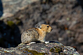 Pika, Pfeifhase, Ochotona princeps, auf einem Stein, Banff Nationalpark, Alberta, Kanada