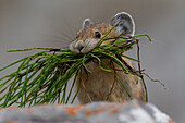  Pika, Ochotona princeps, feeding on a rock, Banff National Park, Alberta, Canada 