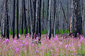  Narrow-leaved willowherb, Epilobium angustifolium, blooming between burnt tree trunks, Kooteney National Park, British Columbia, Canada 