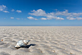 Gemeine Wellhornschnecke, Buccinum undatum, Gehäuse, Nationalpark Wattenmeer, Schleswig-Holstein, Deutschland