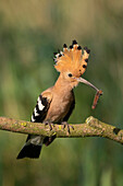  Hoopoe, Upupa epops, adult bird with insect in its beak on a branch, Brandenburg, Germany 