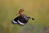  Hoopoe, Upupa epops, adult bird in flight, Brandenburg, Germany 