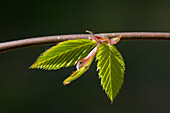 Gewöhnliche Hainbuche, Weißbuche, Carpinus betulus, Zweig mit jungen Blättern, Schleswig-Holstein, Deutschland