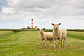  Domestic sheep, Ovis orientalis aries, ewe with lamb in front of the Wetserhever lighthouse, Schleswig-Holstein, Germany 