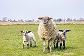  Domestic sheep, Ovis orientalis aries, ewe with lambs, Schleswig-Holstein, Germany 