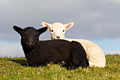  Domestic sheep, Ovies ammon aries, Laemmer, North Frisia, Schleswig-Holstein, Germany 