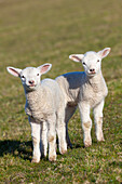  Domestic sheep, Ovies ammon aries, Laemmer, North Frisia, Schleswig-Holstein, Germany 