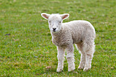  Domestic sheep, Ovis ammon aries, lamb, Schleswig-Holstein, Germany 