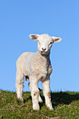  Domestic sheep, Ovies ammon aries, lamb, North Frisia, Schleswig-Holstein, Germany 