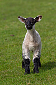  Domestic sheep, Ovies ammon aries, lamb, North Frisia, Schleswig-Holstein, Germany 