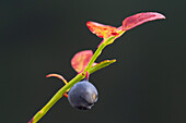  Bilberry, blueberry, Vaccinium myrtillus, branch with berry, Vaermland, Sweden 