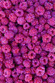  Raspberry, Rubus idaeus, ripe berries, fruits, Vaermland, Sweden 