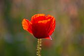  Corn poppy, Papaver rhoeas, blooming poppy, Mecklenburg-Western Pomerania, Germany 