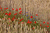  Corn poppy, Papaver rhoeas, and cornflower, Centaurea cyanus, blooming in a grain field, Scania Province, Sweden 