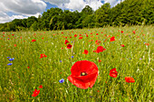  Corn poppy, Papaver rhoeas, blooming poppy, Mecklenburg-Western Pomerania, Germany 