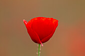  Corn poppy, Papaver rhoeas, blooming poppy, Mecklenburg-Western Pomerania, Germany 