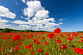  Corn poppy, Papaver rhoeas, blooming poppy, Mecklenburg-Western Pomerania, Germany 